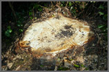 Chubb Tree Care : Stump Before Being Cut